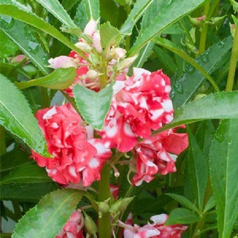 CYBEXIS Balsam Multi Mix Flower Seeds Seed  (1 g)
