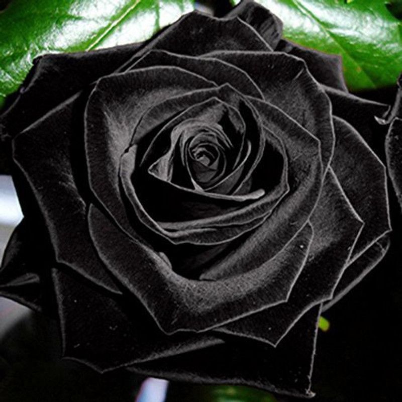 Dream mall Rose Plant  (Hybrid, Pack of 1)