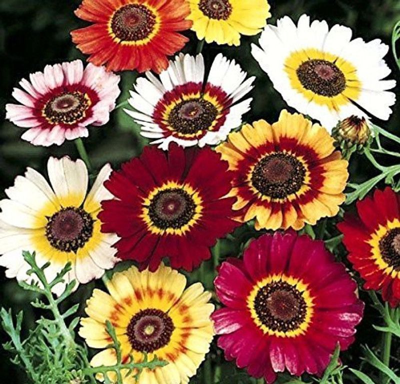 CYBEXIS Chrysanthemum Carinatum Mix Seeds Flower Plant Seeds Seed  (25 per packet)