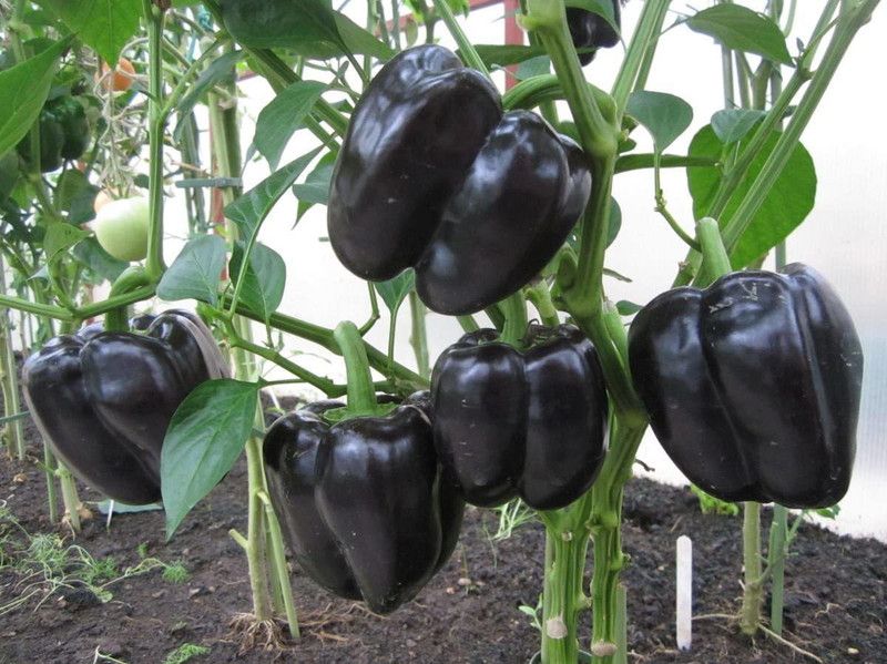 WILLVINE KGF -620 IMPORTED CAPSICUM Black Seed  (200 per packet)