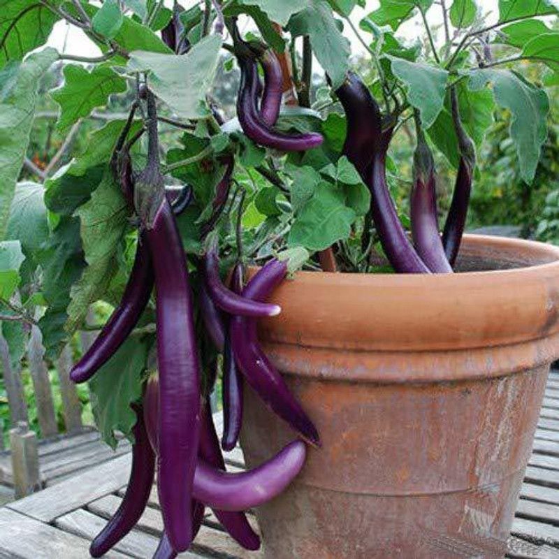 Qualtivate Brinjal Seed  (2500 per packet)