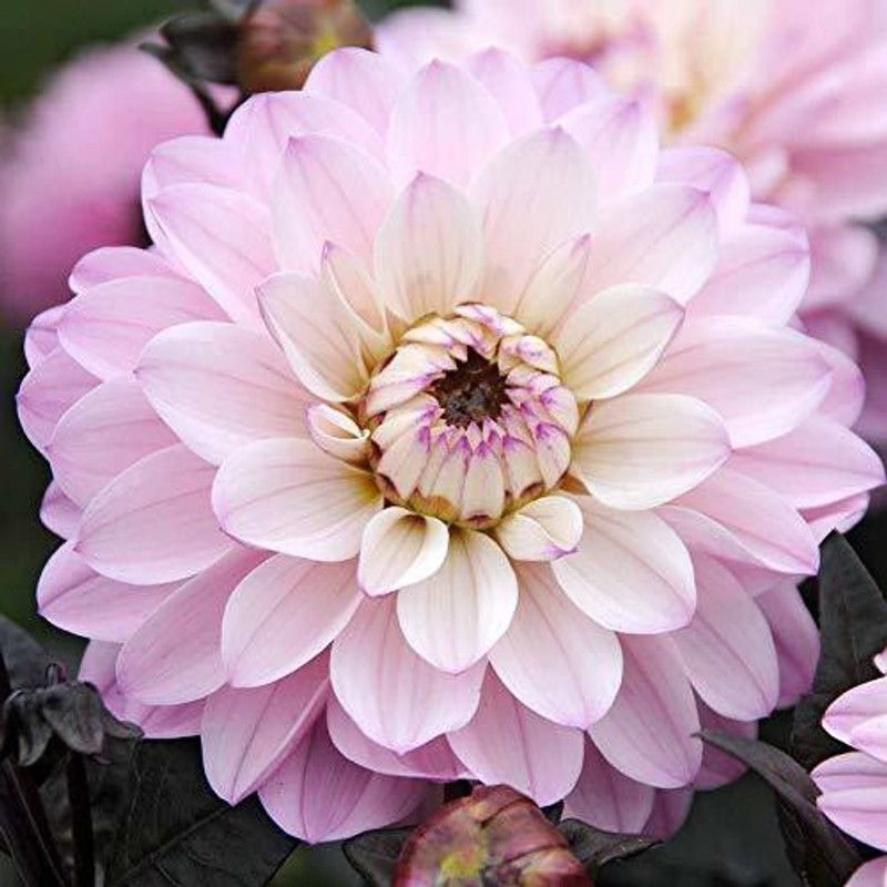 KANAYA Dahlia Mix Color Flower Seed  (40 per packet)