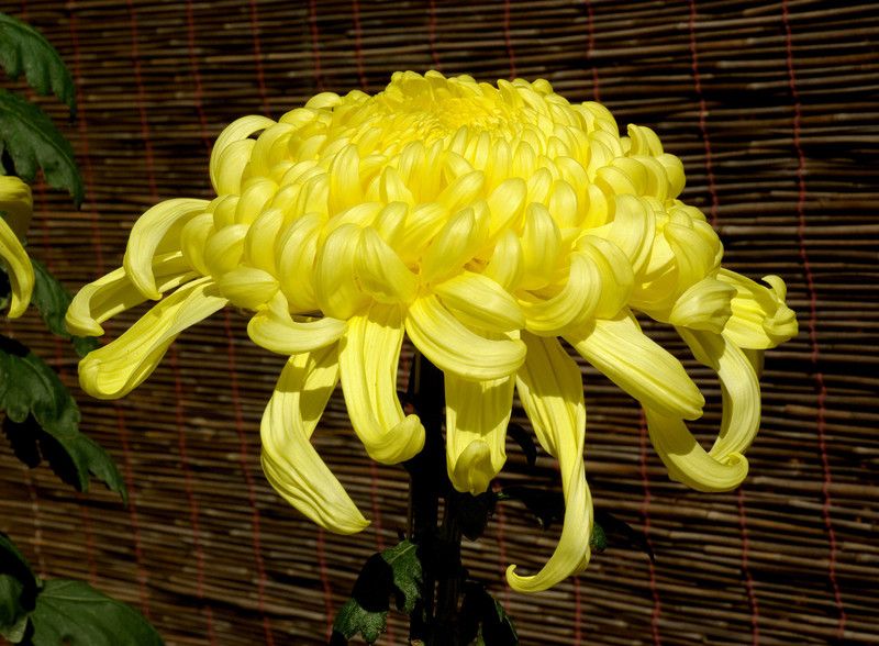 XOLDA Chrysanthemum Flower Seed  (21 per packet)
