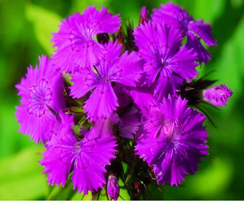 Nema Dianthus Superbus Flower Seeds-Purple-100PCS Seed  (100 per packet)