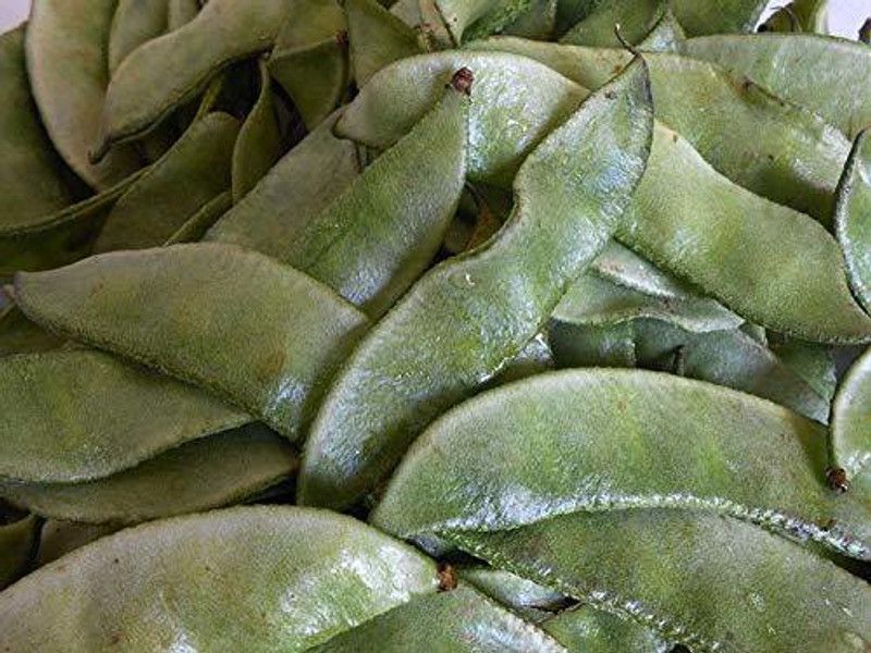 PLANTZON Dolichos Seed  (49 per packet)
