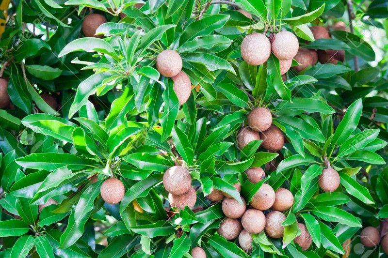 MondalNursery Chiku Plant  (Hybrid, Pack of 1)