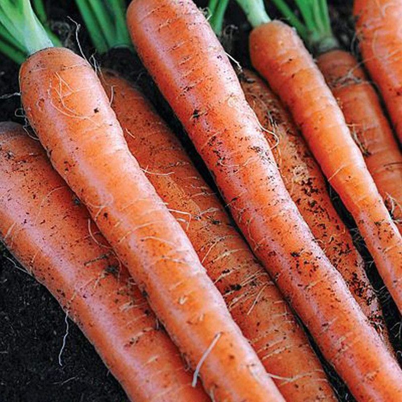 WILLVINE Carrot Seeds 'Sugarsnax 54' F1 Hybrid Seed  (1000 per packet)