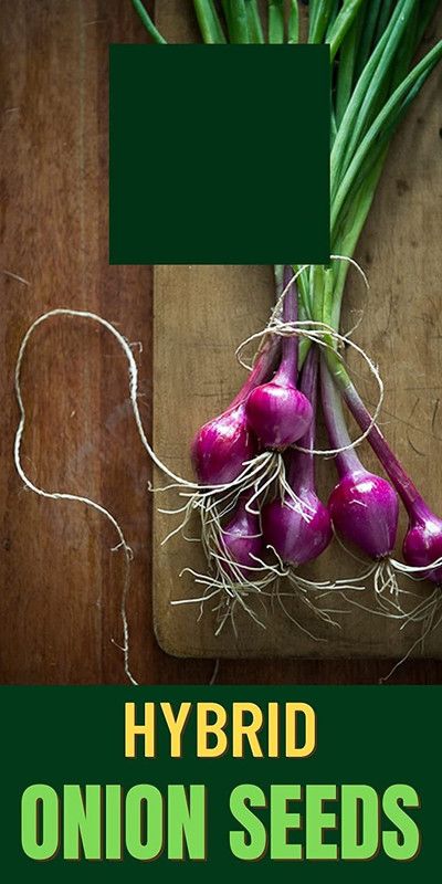 WILLVINE NBIR-1079 ONION/KAANDHA/PYAAZ SEEDS Seed  (1000 per packet)