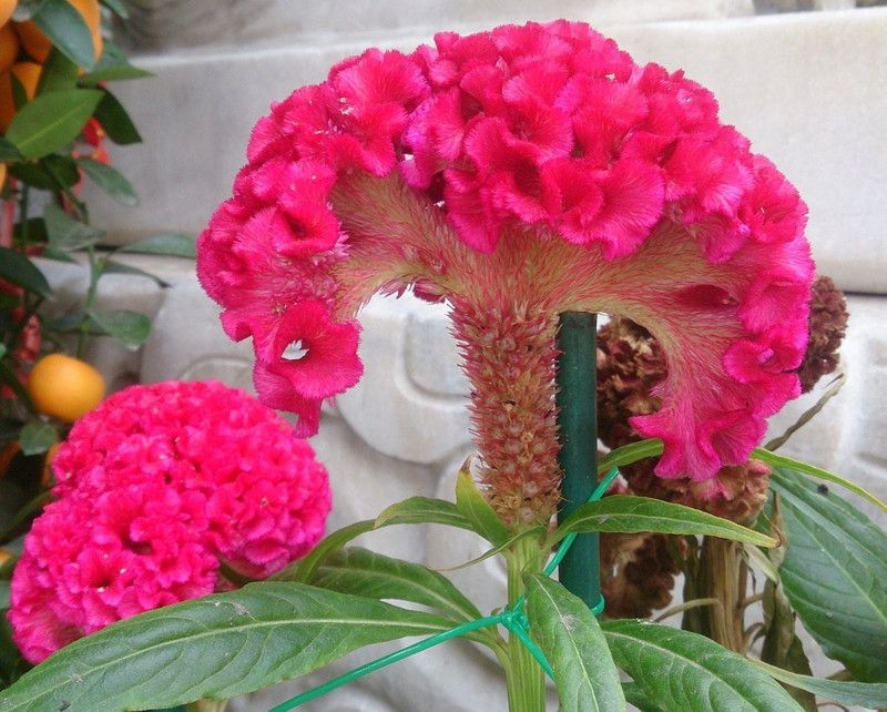 CYBEXIS Celosia Cristata Cock's Comb Seeds Seed  (50 per packet)