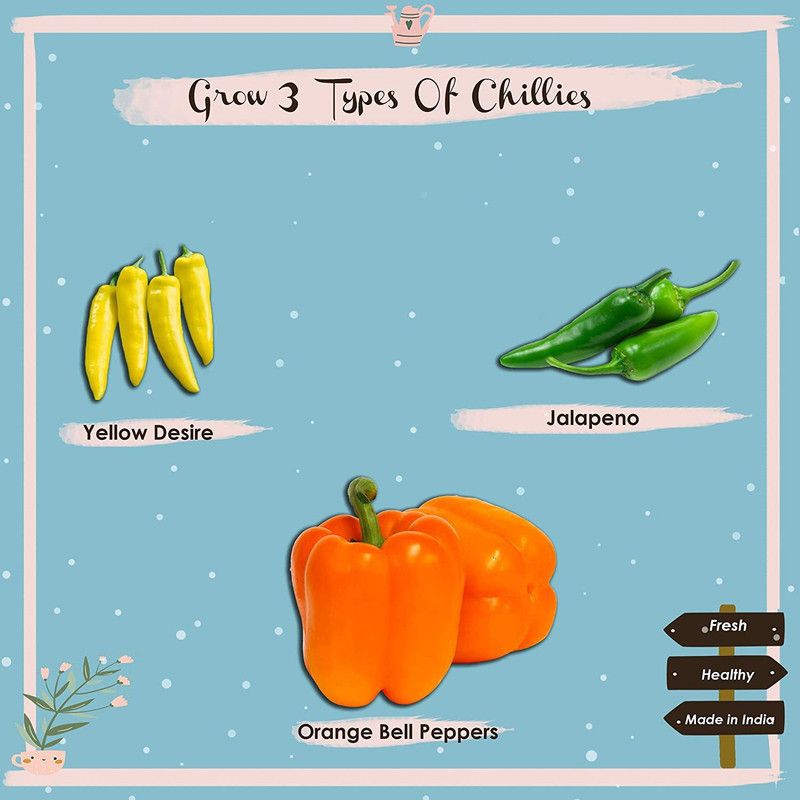 CYBEXIS Chillies Starter Kit Seed  (5 g)