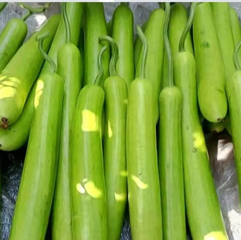 UGRA Long Bottle Gourd Seeds Seed  (150 per packet)