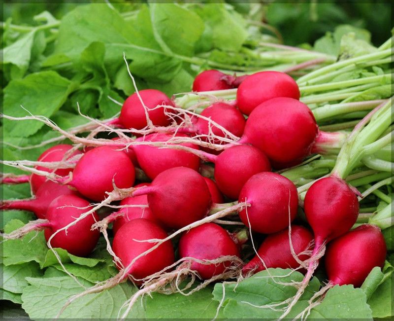XOLDA Red Round Radish Vegetable Seed  (10 per packet)