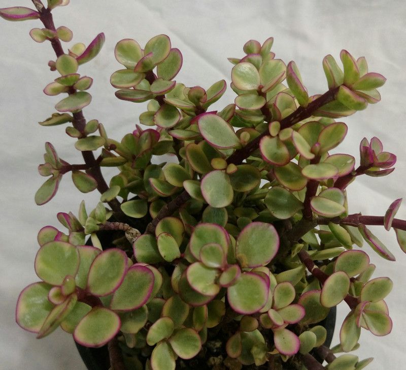 K S TRADING CORPORATION Jade Plant  (Pack of 1)