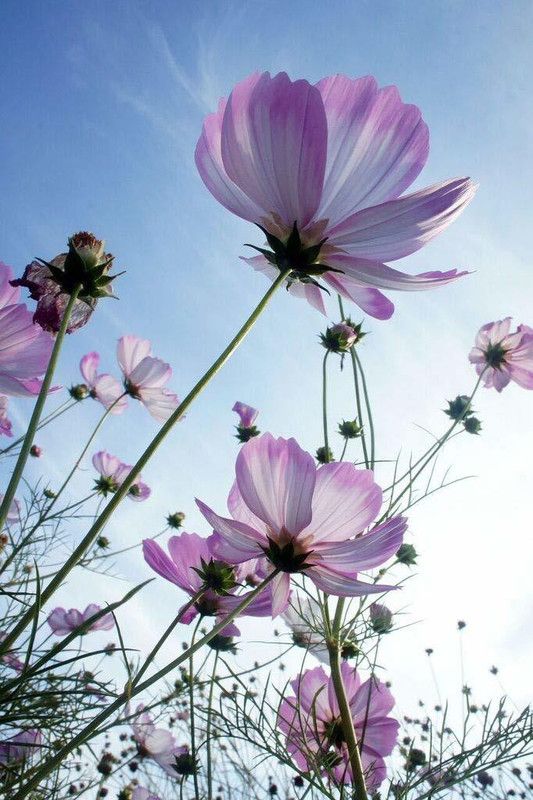 KANAYA Cosmos Flower Seeds For ALL Season Seed  (65 per packet)