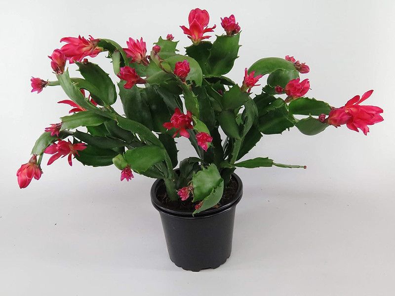 KOO Retails Zygocactus Plant  (Pack of 1)