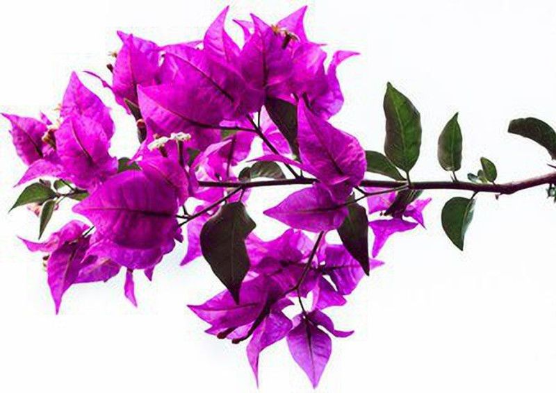Cloud Farm Baugainvillea Plant  (Hybrid, Pack of 1)
