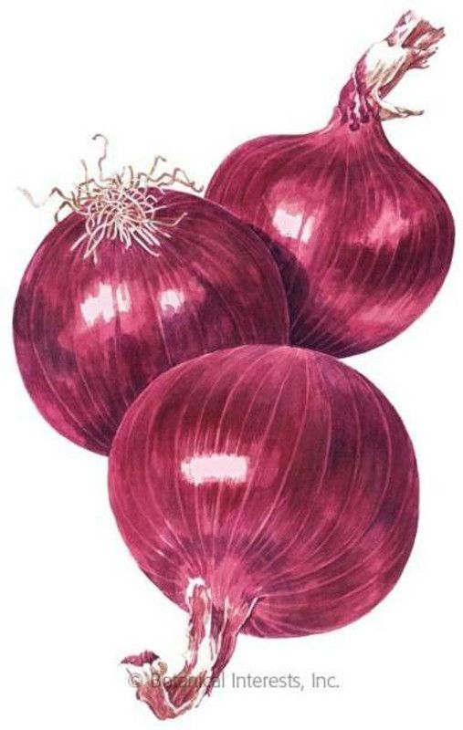 Aro Onion Red, Onion Seed  (80 per packet)