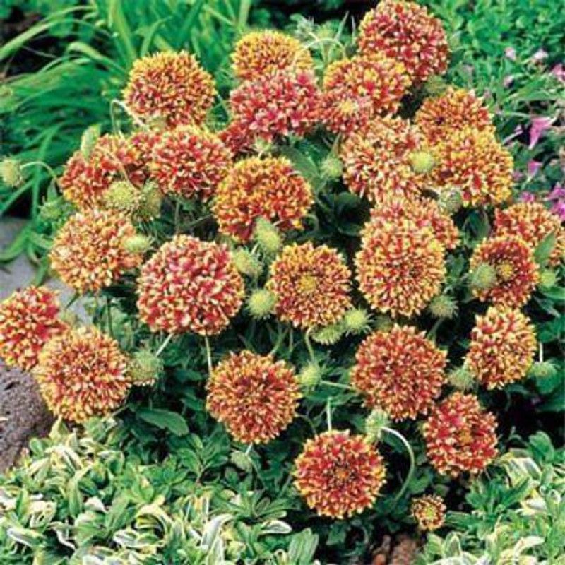 KANAYA Gaillardia Flower Seed  (60 per packet)