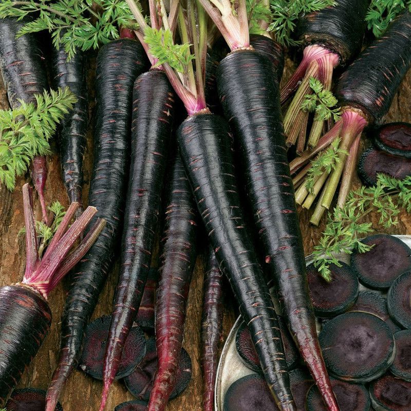 XOLDA Black Carrot Seed  (15 per packet)