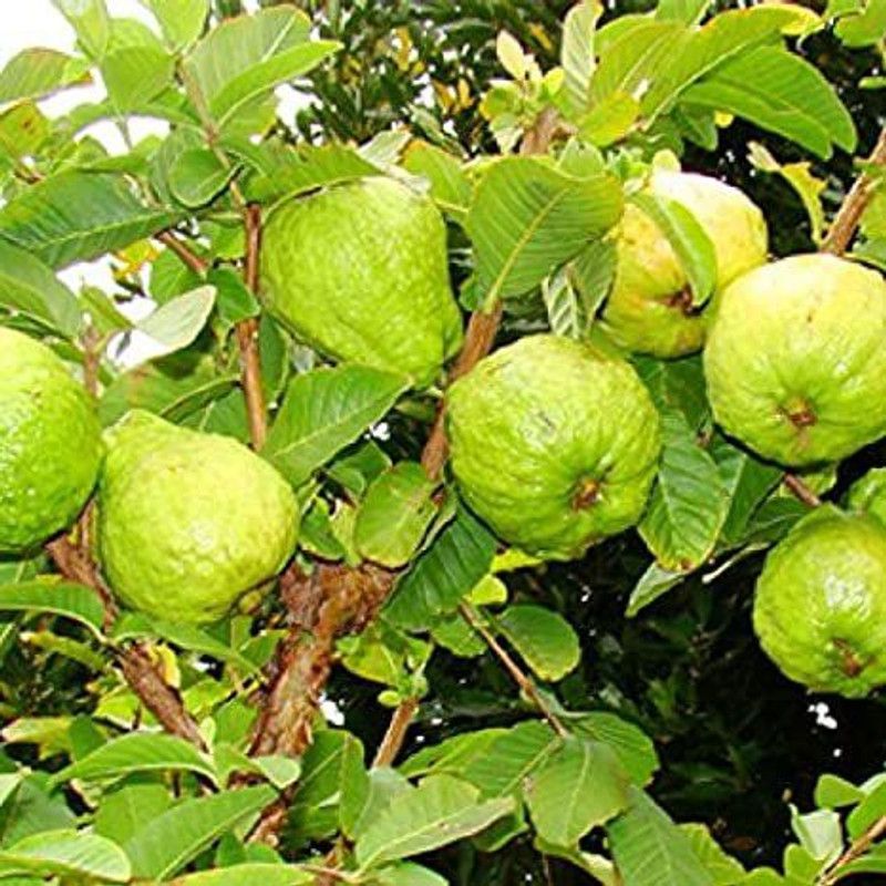 Corofitam Guava Plant  (Hybrid, Pack of 1)