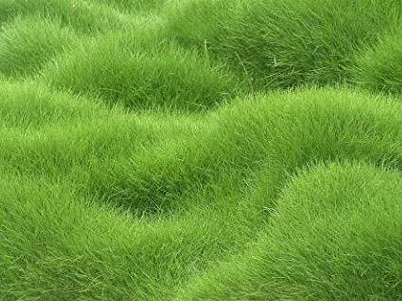 XOLDA Exotic lawngrass Seed  (45 per packet)