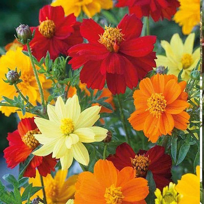 KANAYA Cosmos Mix Flower Seed  (38 per packet)