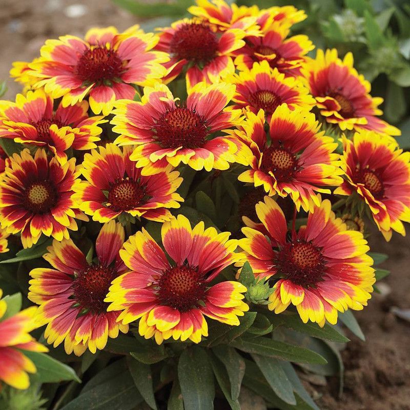 Nodoc Gailardia Aristata Mix Seed  (30 per packet)