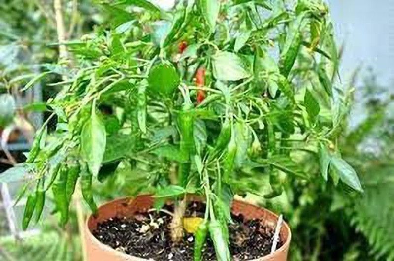 KANAYA hot chilli vegetables Seed  (225 per packet)