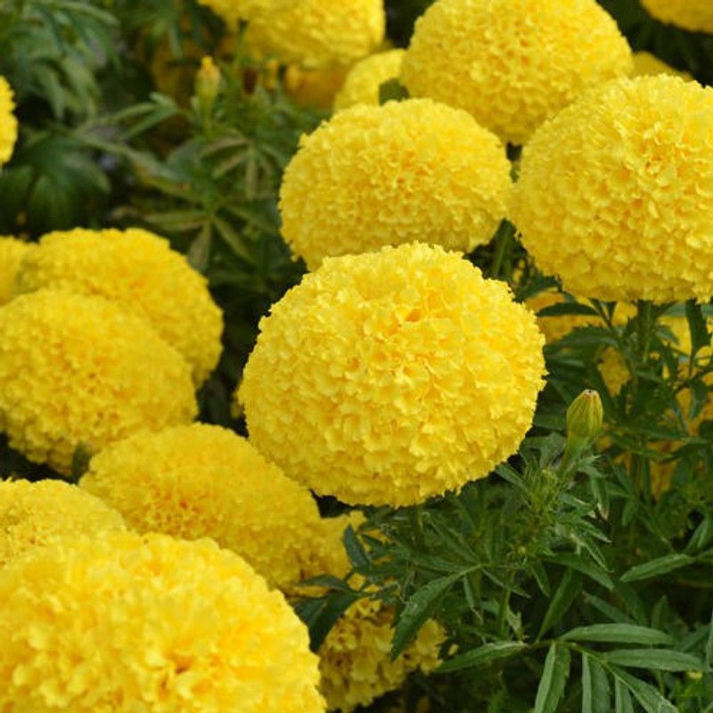 Paudha Marigold Yellow Seed  (37 per packet)