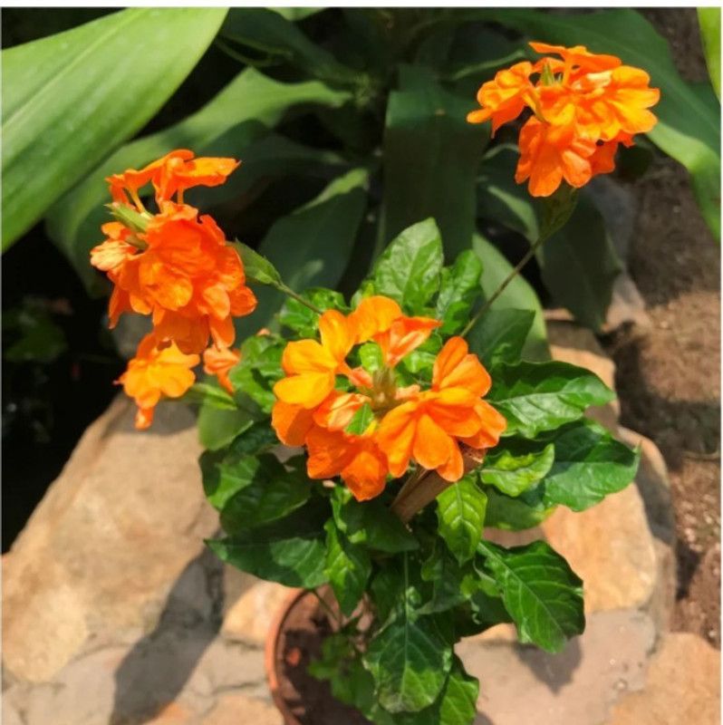 Padmavatii Sadaphul Flowering Plant  (Hybrid, Pack of 1)