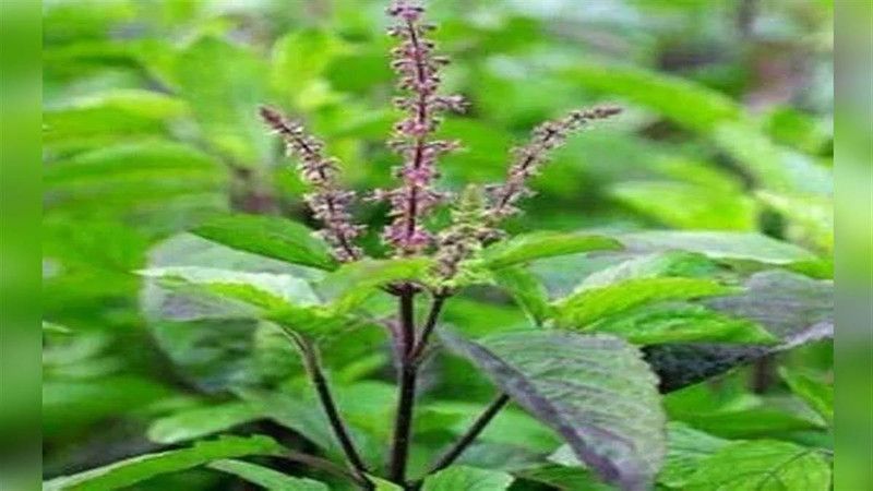 PMB Organic tulsi herb Seed  (24 per packet)