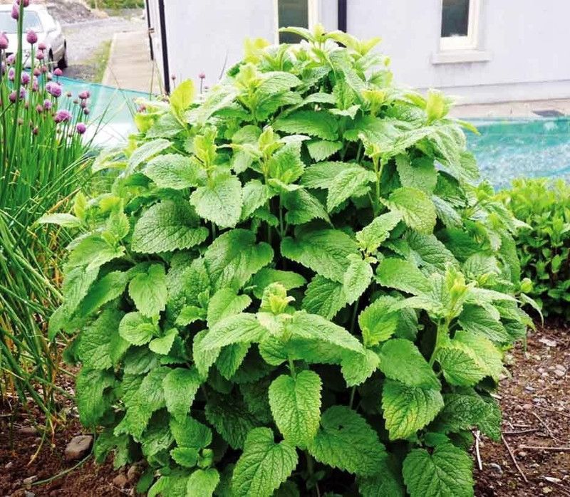 VibeX NBIR-59 - Lemon Balm Melissa Herbs - (250 Seeds) Seed  (250 per packet)