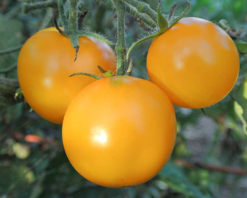 PMB Tomato Yellow Grape Seed  (40 per packet)