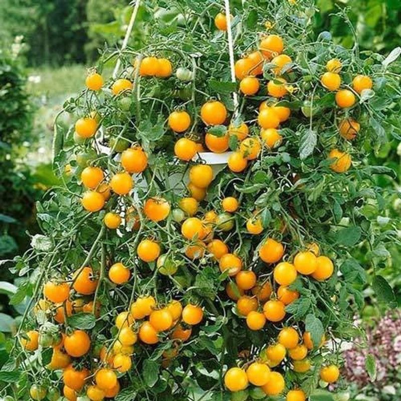 ENINE Tomato Seed  (150 per packet)