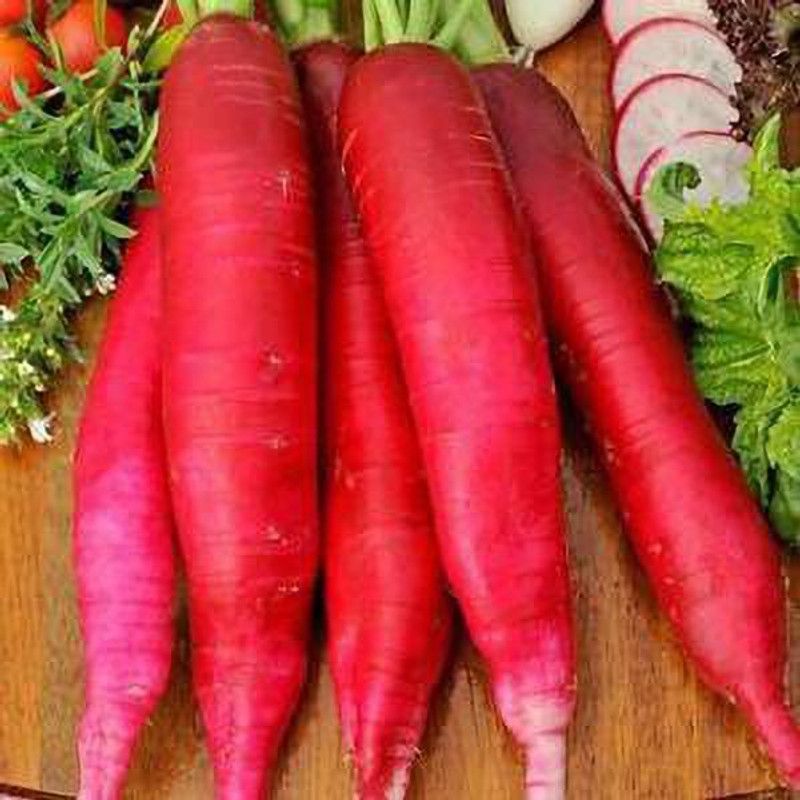 Mozette Hybrid Red Radish Seed  (55 per packet)