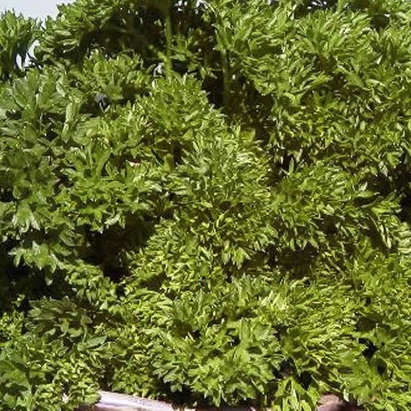 CYBEXIS ATS-84 - Curled Parsley - (750 Seeds) Seed  (750 per packet)