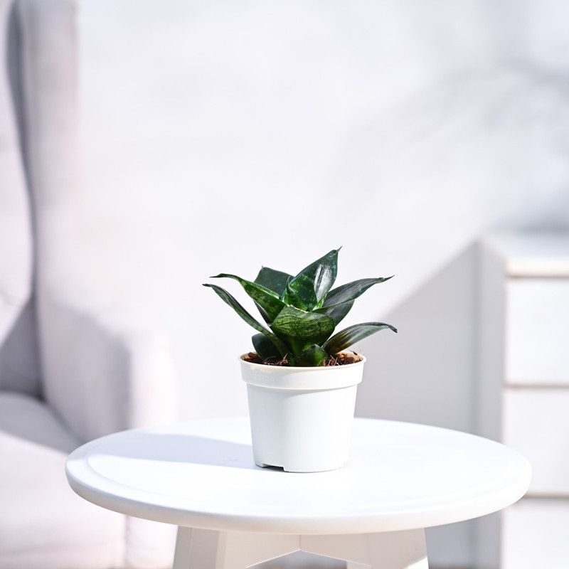 Plantoos Sansevieria Plant  (Pack of 1)