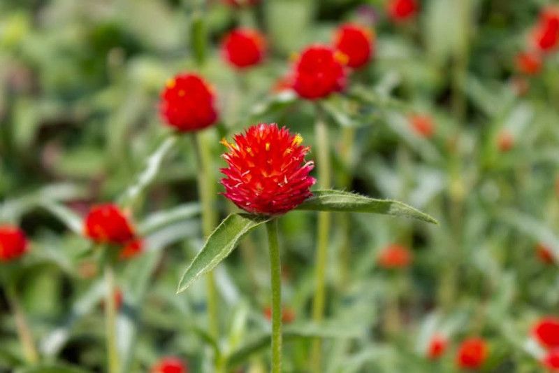 Paudha Gomphrena Red Hybrid Seed  (20 per packet)