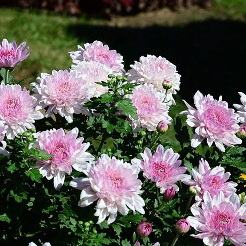 CYBEXIS Pink: Afco Ground-Cover Chrysanthemum Seeds Seed  (50 per packet)