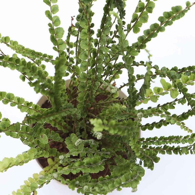 Dream mall Fern Plant  (Hybrid, Pack of 1)