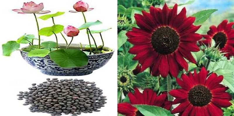 xcentax KAMAL GATTA & sunflower red Seed  (20 per packet)