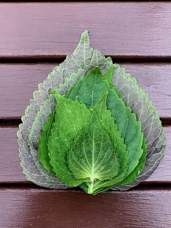 WILLVINE GUA-4 Korean Shiso Perilla Seed  (600 per packet)