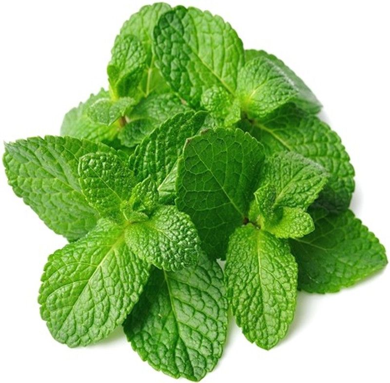 Nodoc Mint Seed  (10 per packet)