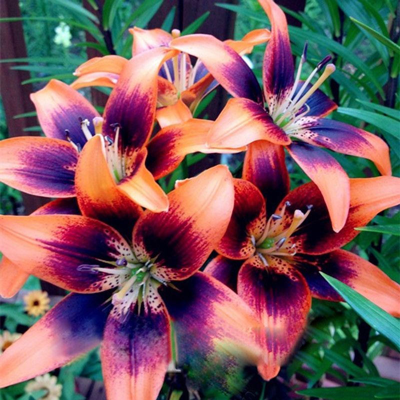 Nema Rare lily Flower Seed  (50 per packet)