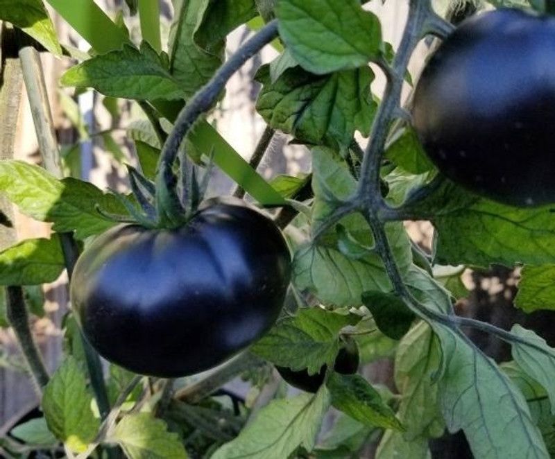 WILLVINE GUA-1069 Black Cherry Tomato seeds Seed  (200 per packet)