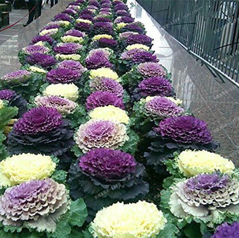 CYBEXIS Ornamental Kale Viola Mixed Seed Suitable For Roof Top Seed  (50 per packet)