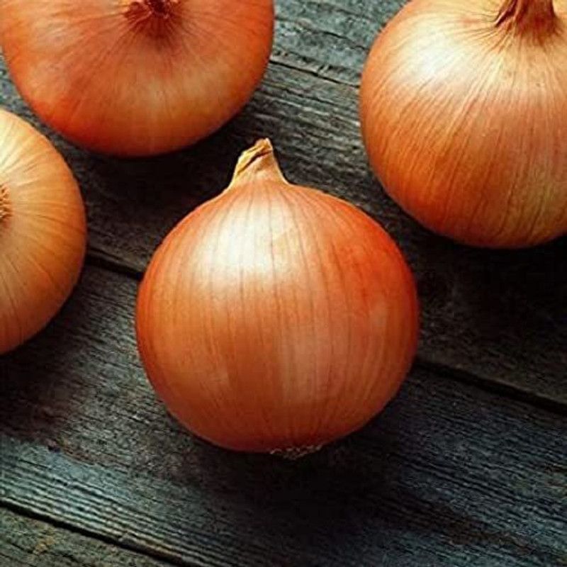 WILLVINE XLR-1230 GOLDEN ONION VEGETABLE SEEDS Seed  (1000 per packet)