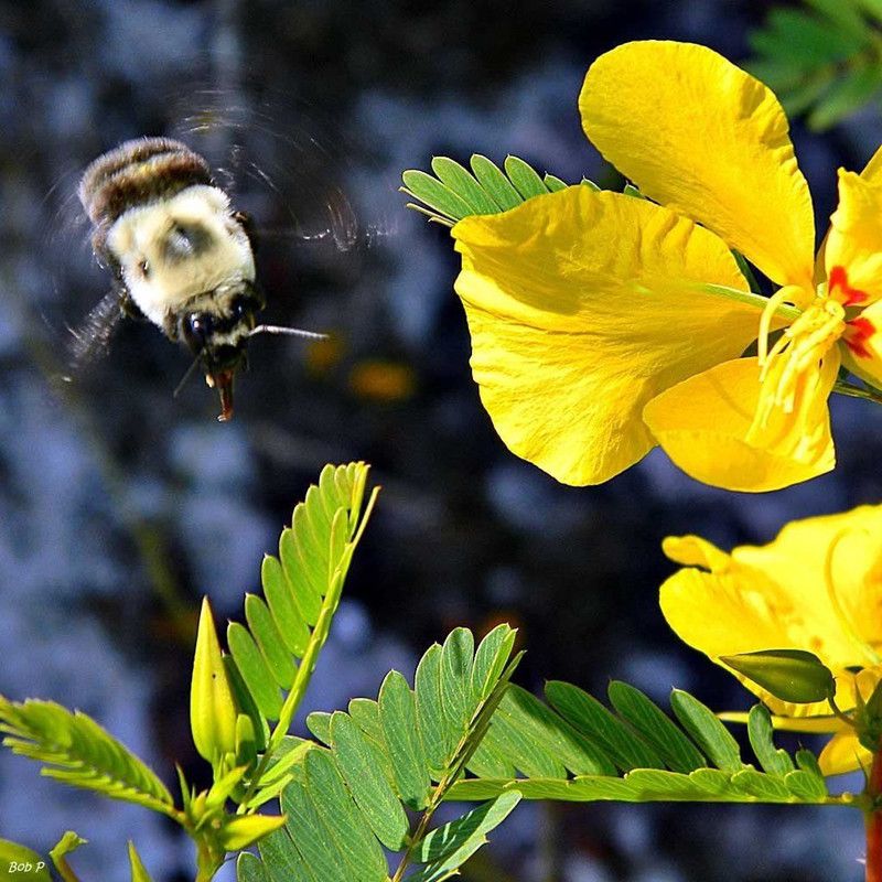 VibeX ® VLR-659 Partridge Pea Seeds Seed  (50 per packet)