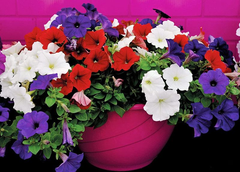 CYBEXIS Petunia Unicum Rainbow Cascade Seeds Seed  (1 g)