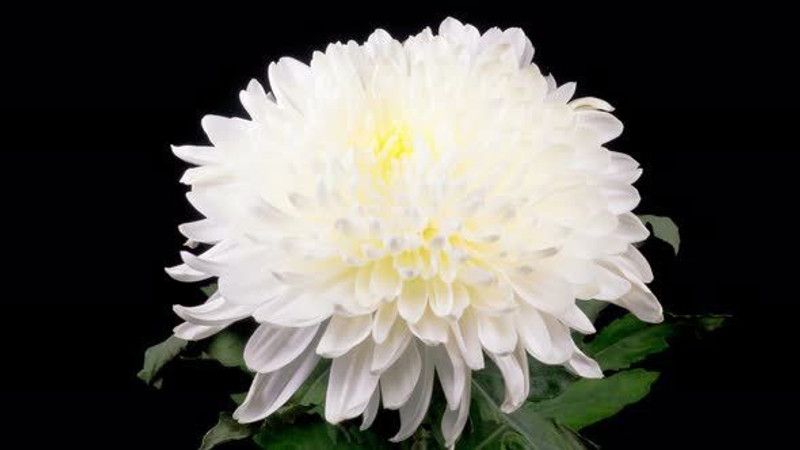 Paudha Exotic Chrysanthemum White Seed  (68 per packet)